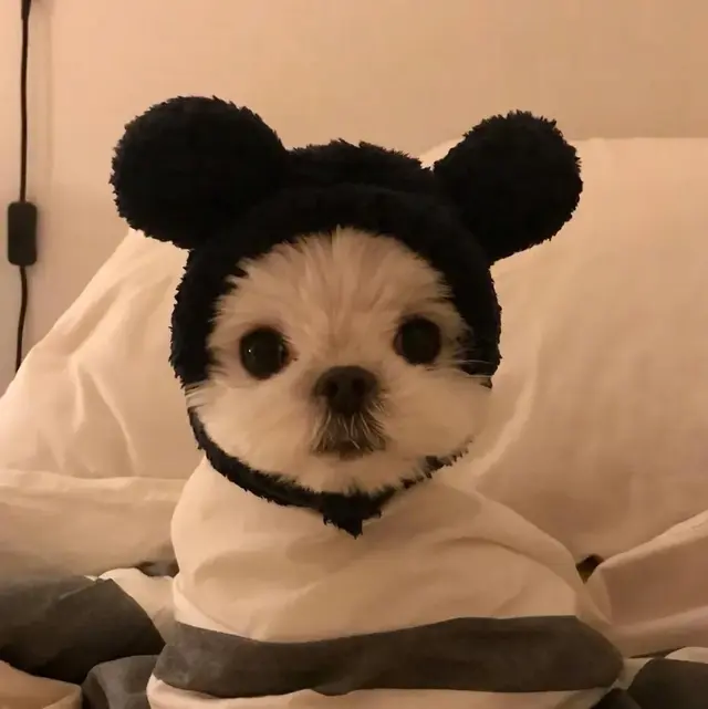 猫咪狗狗头像微信，猫咪狗狗头像（超可爱猫咪狗狗头像）