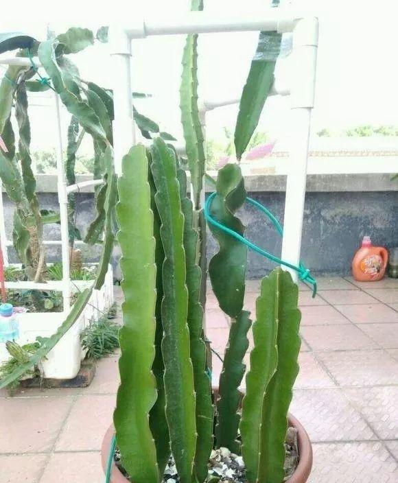 霸王花是火龙果的花吗，昙花、霸王花、火龙果花和令箭荷花的区别（奶奶把一根枝插土里）