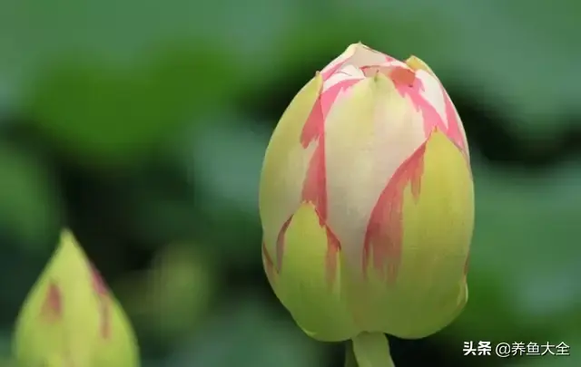 莲花的别称有哪些，莲花的别称有哪些拼音（ 太齐全太珍贵了）