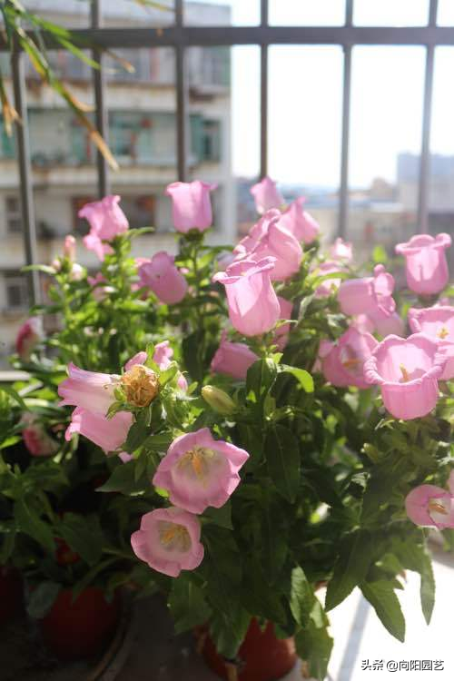 风铃草一年开几次花，风铃草多久开一次花（夏季注意“遮阳”）