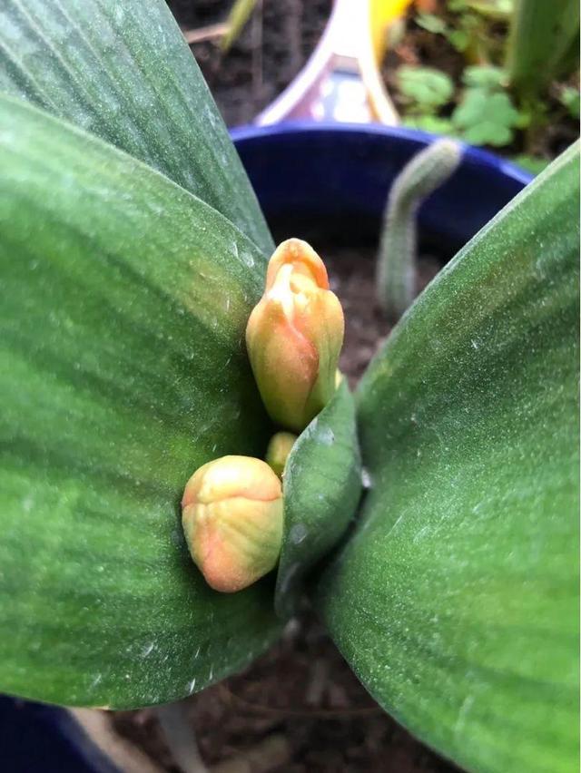 鸟尾花的繁育管理，鸟尾花 花期（30种耐阴花）