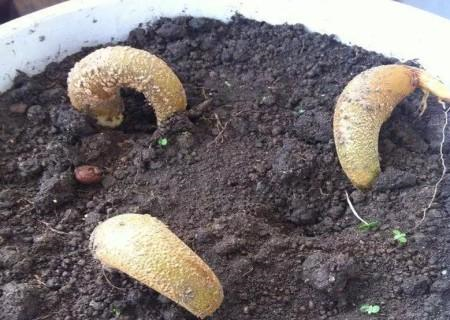 榴莲籽怎么吃最好，榴莲籽怎么吃（他把吃剩的榴莲籽洗干净）