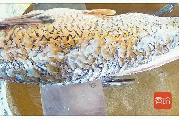 酸菜鱼火锅怎么做，酸菜火锅鱼怎么做好吃（这样做家庭版麻辣酸菜鱼火锅）