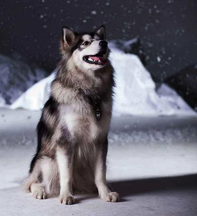 雪橇犬三傻是哪三傻，雪橇三傻分别是什么狗（“雪橇三傻”到底谁最“傻”）