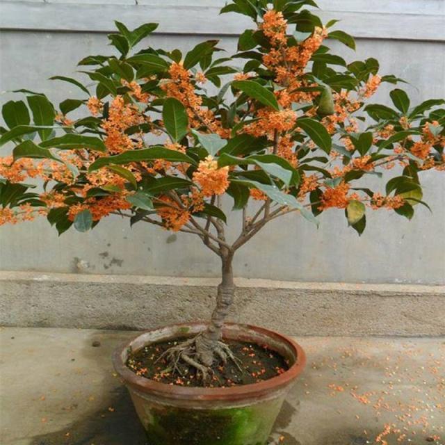 排名第一最好的镇宅树，镇宅招财旺人的植物（4种树“进宅”）