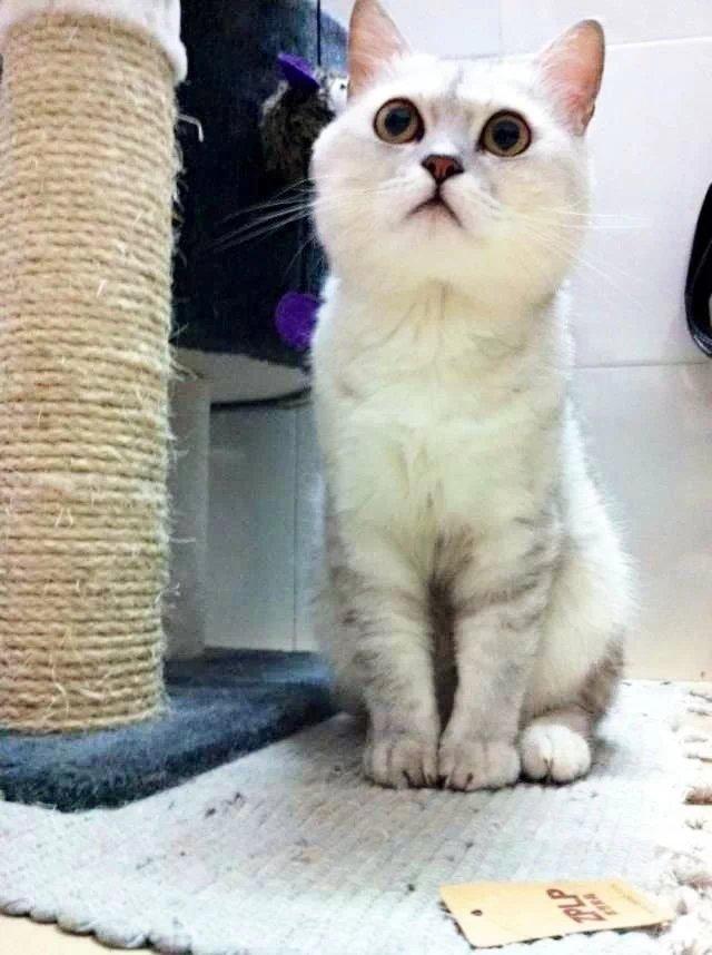 猫咪拉稀什么原因怎么治，猫咪拉稀是什么原因怎么治疗