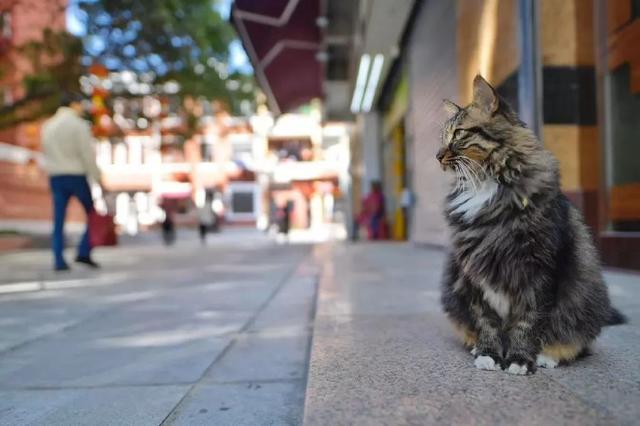 刨冰加盟哪家店，“下一个永庆坊”来了（刨冰沙冰加盟店）