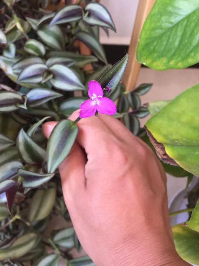 鸟尾花的繁育管理，鸟尾花 花期（30种耐阴花）