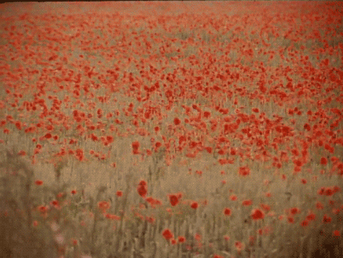 爱莫能助的莫是什么意思，爱莫能助是什么意思（带我们走进千年之美的《诗经》）