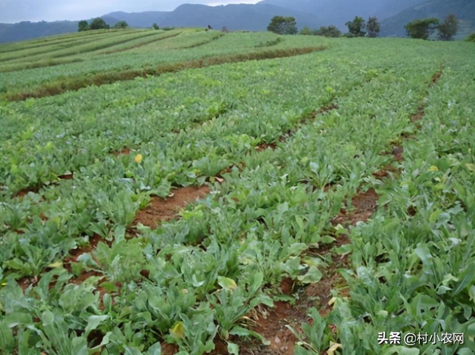农村种植致富项目(种植项目)