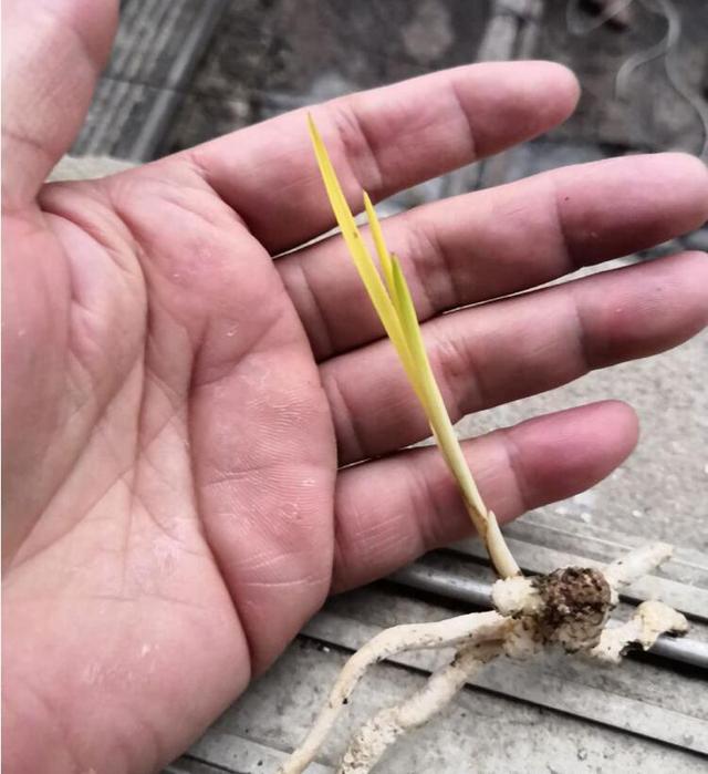 龙根是什么意思（几十万1苗的兰花死亡）