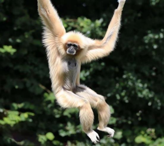 哺乳动物有哪些，世界上哺乳类动物有哪些（哺乳类动物和图片）