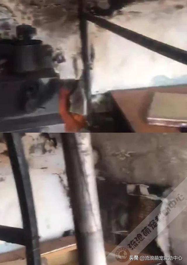 困28是什么，困28是什么意思（失明狗狗被小孩扔进水井）