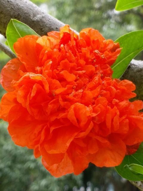 石榴花是什么颜色，石榴花的样子（欣赏旧日时光里活力四射的石榴花）