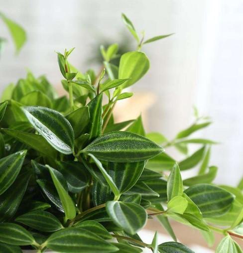 白脉椒草开花，这种植物叫什么（这样养一养，想不开花都难）