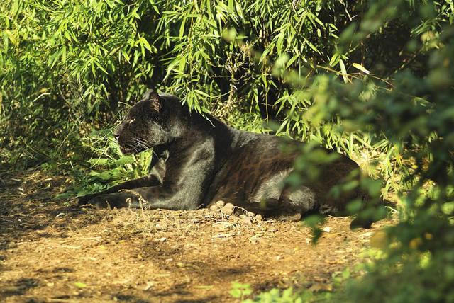 美洲豹是花豹的一种吗，辟谣：猎豹、美洲豹都不是豹