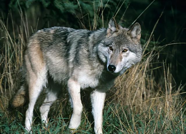 加拿大代表性动物,加拿大代表动物(安省5种特色动物)