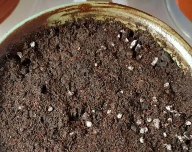 香草兰花怎么养，香兰草怎么种植（屋里养盆“香水花”）