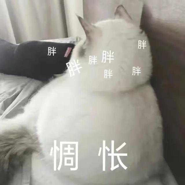 表情包很火的那只猫，最近很火的猫猫表情包（小猫咪可爱表情包）