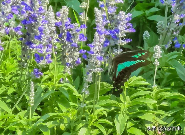 鼠尾草的功效与作用，鼠尾草是什么（称是“一种能让人变美的植物”）
