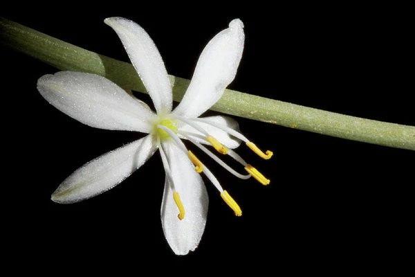 青叶吊兰的养殖方法和注意事项，青叶吊兰什么时候栽培呢（吊兰经常开花的几个技巧）