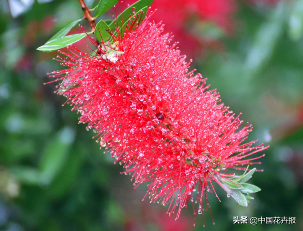 红千层的花语是什么，白千层的花语是什么（红千层的花色彩艳丽）