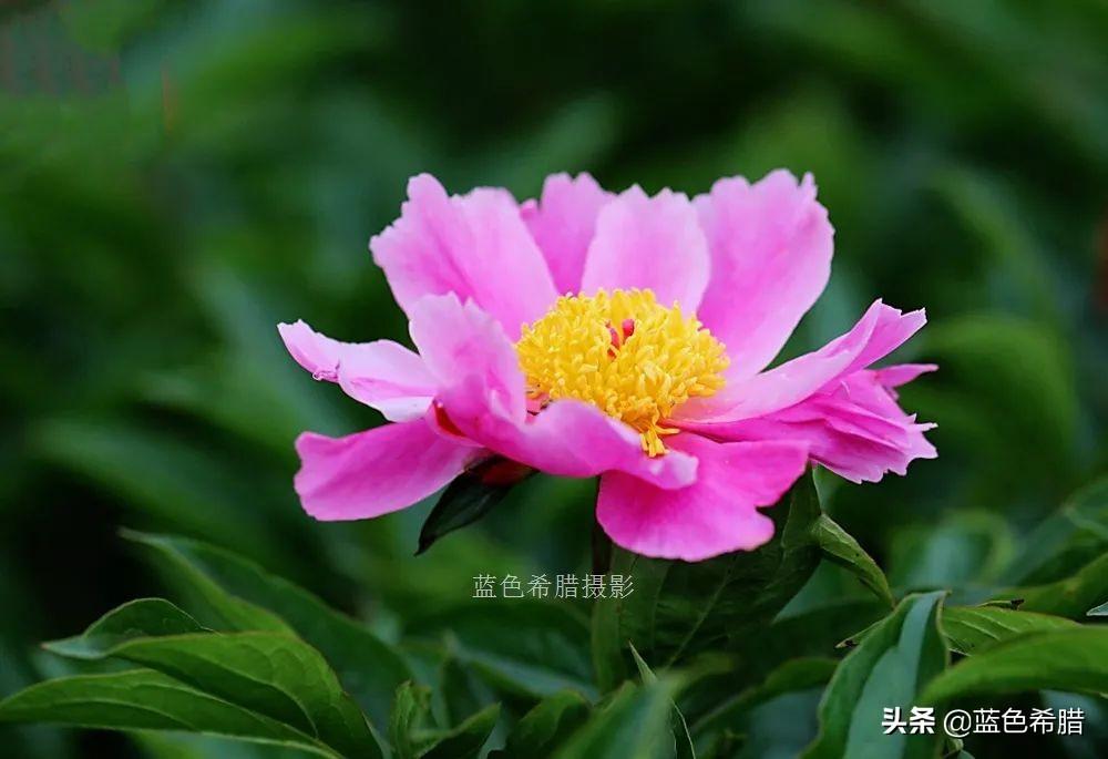 芍药花什么时候开，芍药什么时候开花（实拍13张芍药花照片）