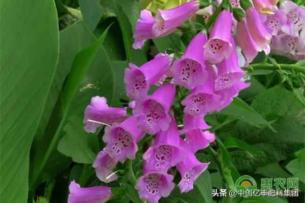 风铃草的花语是什么，风铃草的花语及延长花期技巧