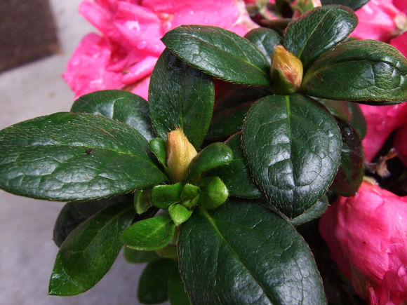 映山红是杜鹃花吗，映山红是不是杜鹃花（这3个原因，看看你中了哪一个）