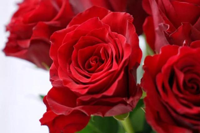 各种玫瑰花的含义，各色的玫瑰花有什么含意（一篇文章认全花店必备80种玫瑰花）