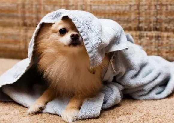 养狗需要做哪些方面的准备，养狗之前需要准备什么（养狗狗所需的“物品清单”）