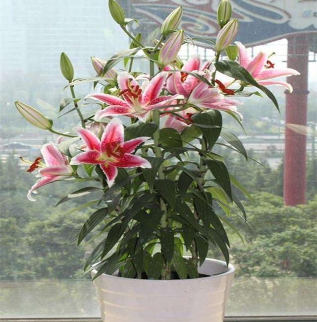 百合花的养殖方法和注意事项，百合花的养殖方法和注意事项是什么（盆栽百合花“养护要点”）