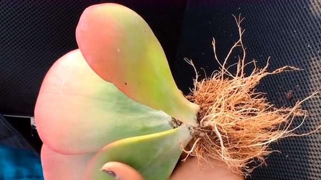 多肉修根，未必，小心修错影响生长（多肉修根后多久可以上盆浇水）