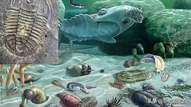 原核生物有哪些，高中生物原核生物有哪些（从原核生命到人类文明）