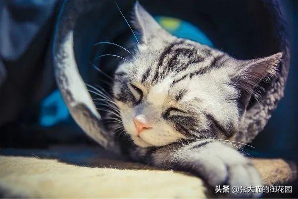 男人梦见猫好不好，男人梦见猫好不好周公解梦（每天要睡十几个小时）