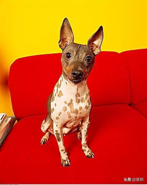 最丑的狗，全球最丑的十大狗狗排名（最丑的狗的品种）