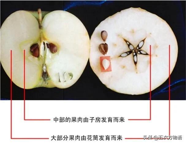 绣线菊亚科植物多具瞢荚果,少为蒴果,瞢荚果由离生心皮发育而来,是初生性状，或原始性状,蒴果由合（草莓上的小麻点真的只是种子吗）