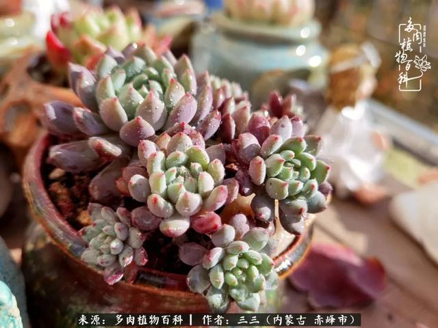 雪候鸟是什么意思，雪候鸟歌词表达什么意思（多肉于我从来不是锦上添花）