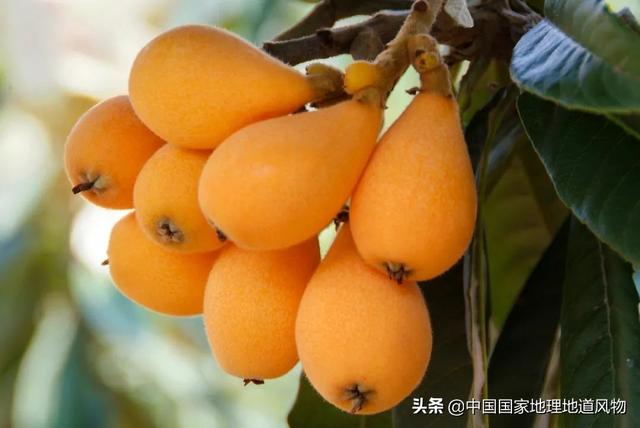 攀枝花是哪个省的城市，西部区（“四川特区”攀枝花）