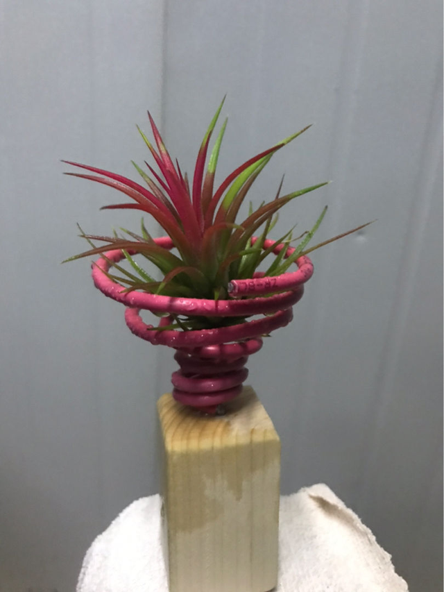 空气凤梨的浇水方法，空气凤梨植物室内养殖方法有哪些