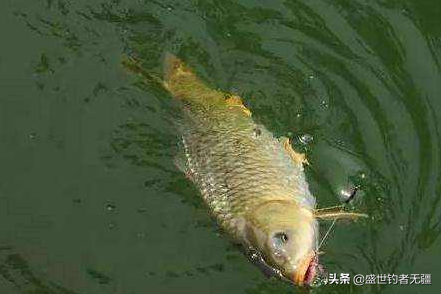 钓鲤鱼两大绝招揭秘：选对饵料与掌握时机，轻松提升上钩率