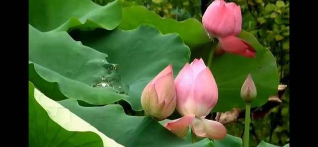 英雄儿女主题曲歌词，英雄儿女主题曲歌词中人民战士和虎豹指的是什么（英雄赞歌一一电影《英雄儿女》主题歌）