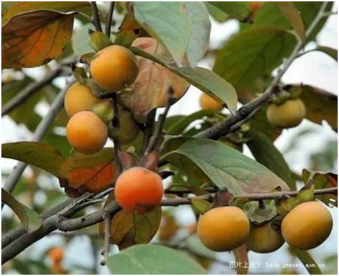 湖南有哪些特色水果，湖南人最全山里野果子