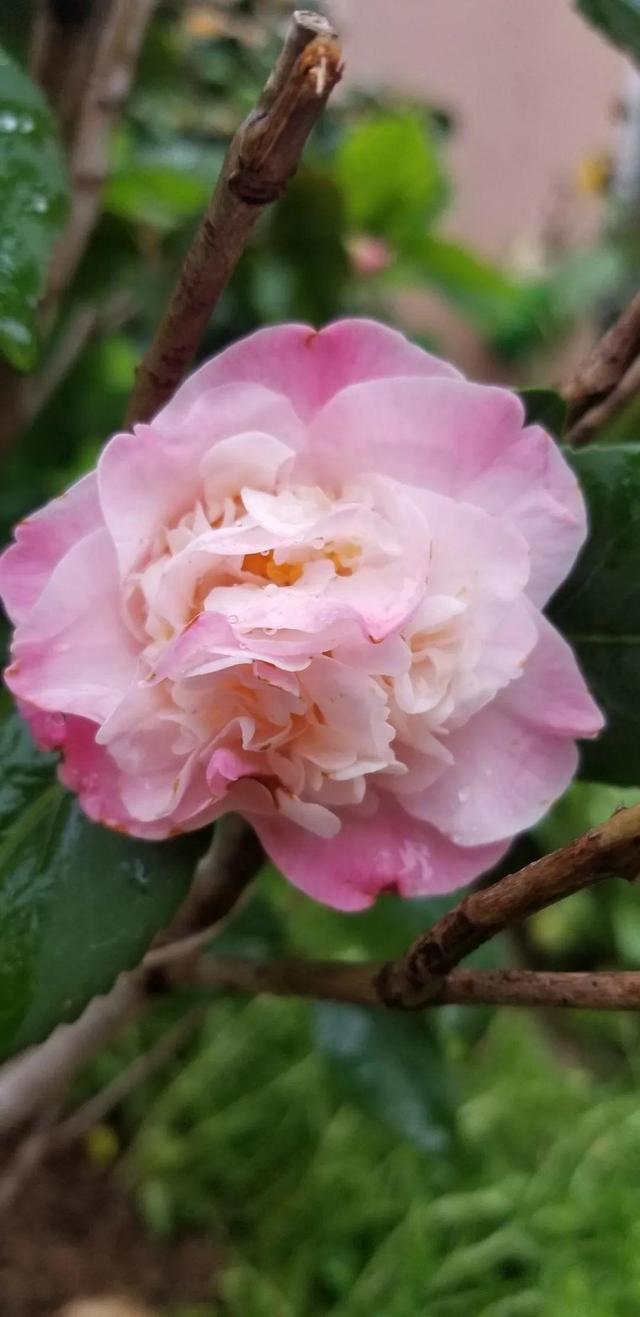 鸟尾花的繁育管理，鸟尾花 花期（30种耐阴花）