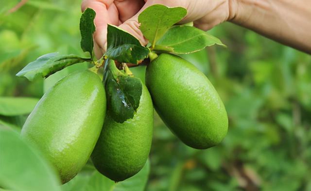 柠檬花的养殖方法和注意事项，养柠檬花要注意什么（一年四季都能开花结果的香水柠檬）