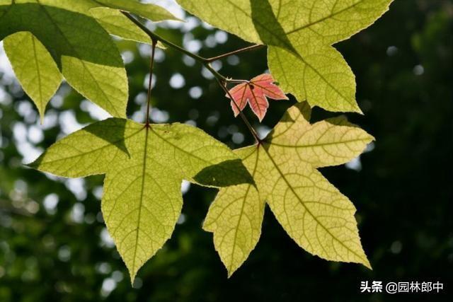 红叶植物简介，红叶植物简介资料（别再误把槭树当枫树）