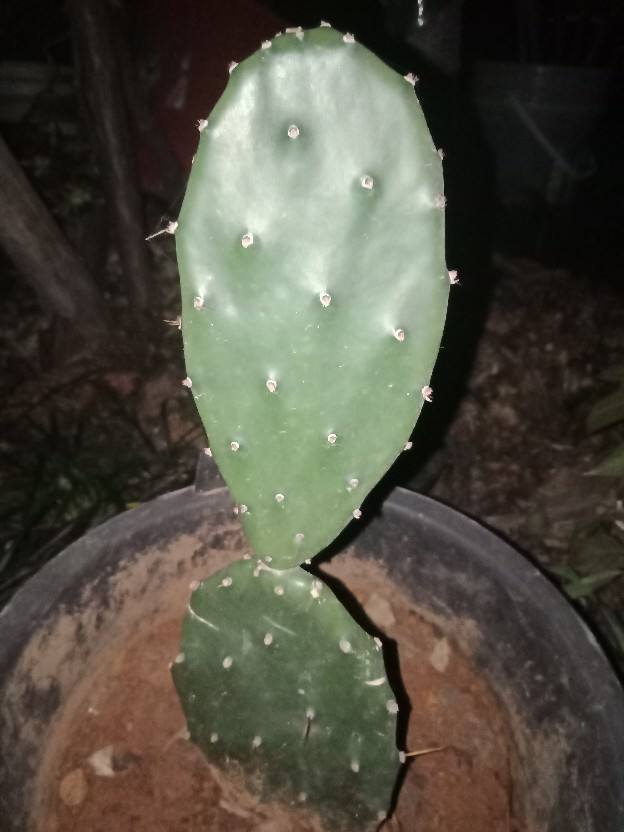 仙人掌的精神品质，描写仙人掌的优美句子（养“仙人掌”有窍门）