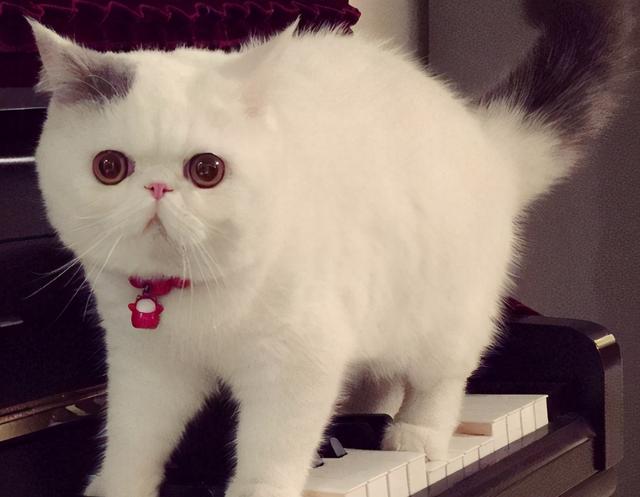 猫咪拉稀什么原因怎么治，猫咪拉稀是什么原因怎么治疗