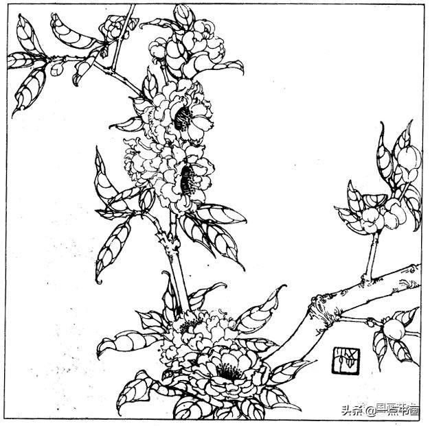 简笔画报花名：手绘铅笔画“白杜鹃花”画法，简笔画报花名（百花苑——白描百花分享<一>）