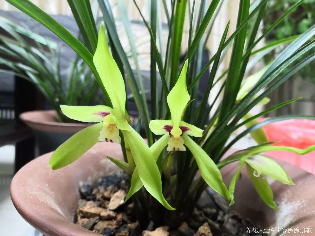 兰花什么时候开花，兰花开花时间（兰花最全养护要点）